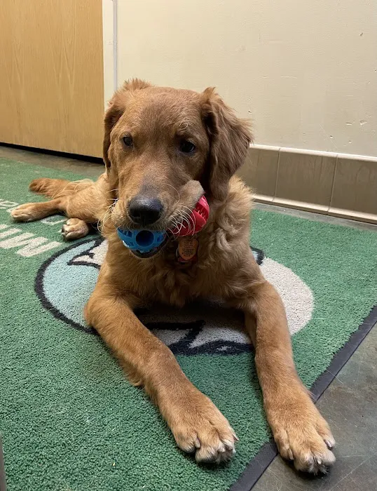 Minnetonka Animal Hospital Picture 6