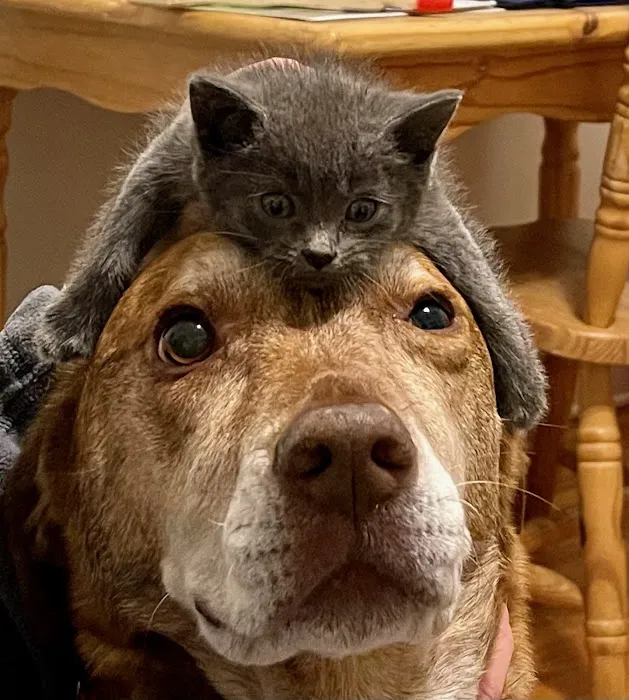 Minnetonka Animal Hospital Picture 9
