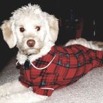 Wayzata Pet Hospital