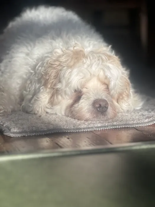 Wayzata Pet Hospital Picture 3