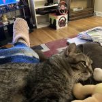 Long Lake Veterinary Clinic