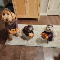 Aloha Dog & Cat Hospital ico