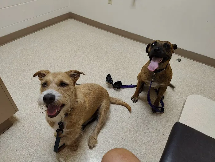 Aloha Dog & Cat Hospital Picture 3