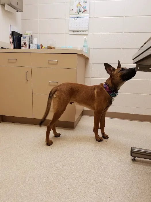 Aloha Dog & Cat Hospital Picture 7