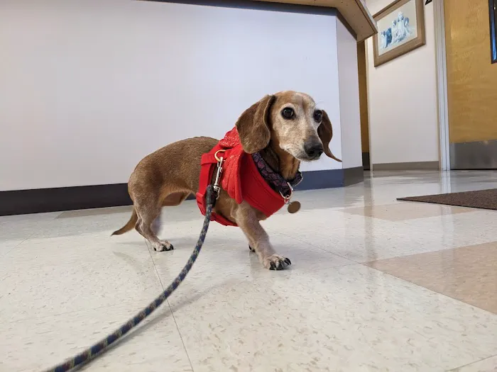 Aloha Dog & Cat Hospital Picture 4