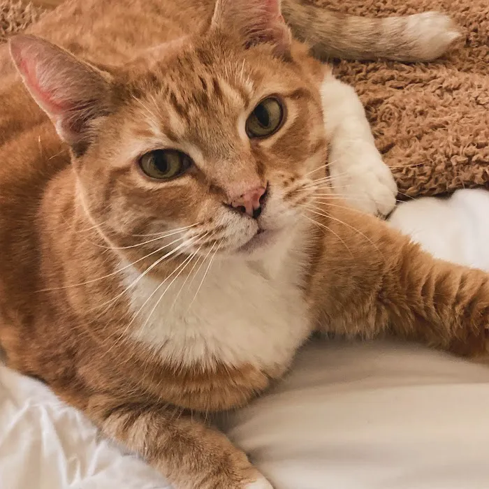 Aloha Dog & Cat Hospital Picture 10