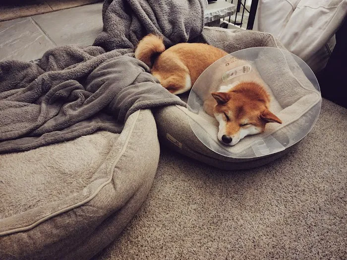 Tanasbourne Veterinary Emergency Picture 2