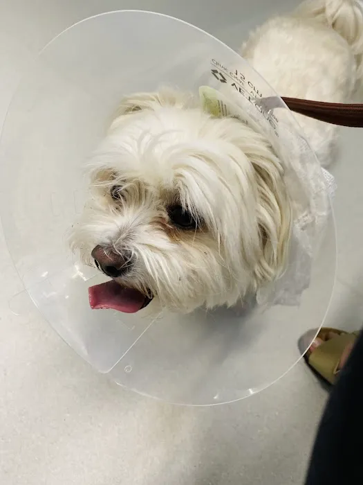 Tanasbourne Veterinary Emergency Picture 1