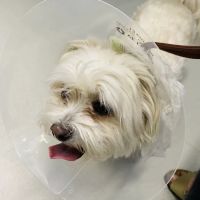 Tanasbourne Veterinary Emergency ico