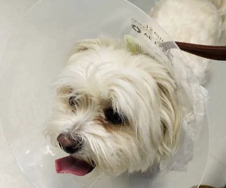 Tanasbourne Veterinary Emergency
