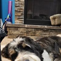 Bethany Family Pet Clinic ico