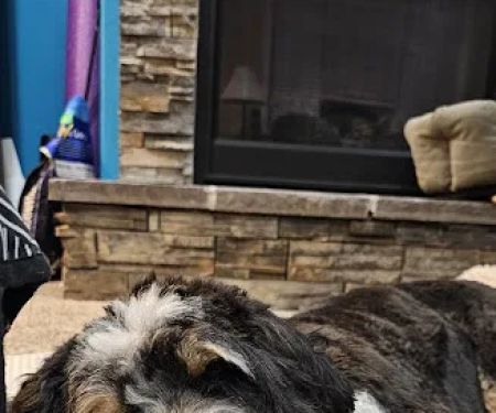 Bethany Family Pet Clinic