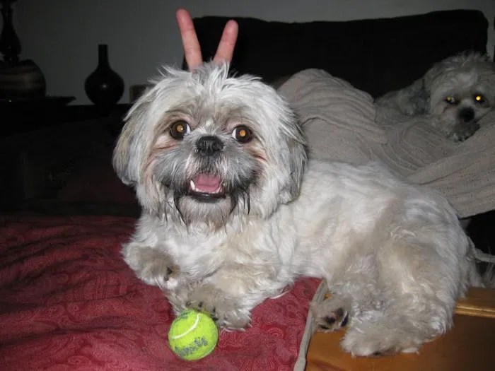 Bethany Family Pet Clinic Picture 3