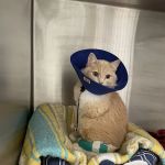 Veterinary Emergency Group