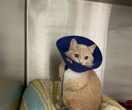 Veterinary Emergency Group