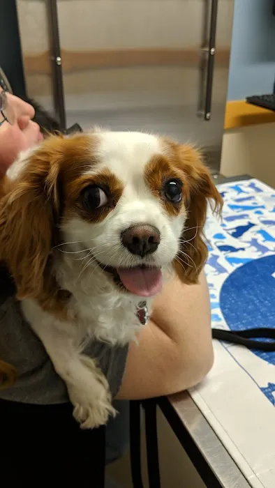 VCA Rock Creek Animal Hospital Picture 4