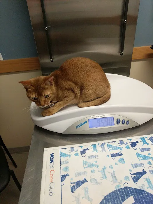 VCA Rock Creek Animal Hospital Picture 7