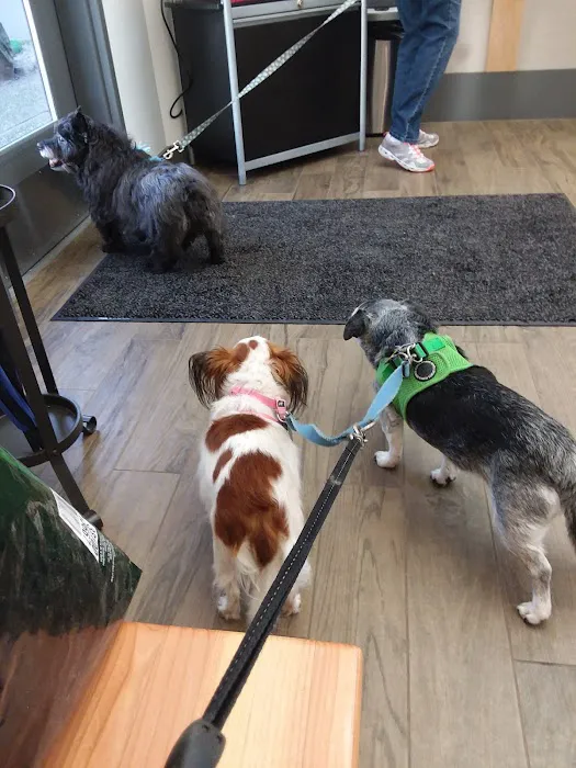 VCA Rock Creek Animal Hospital Picture 8