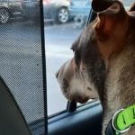 Hart Road Animal Hospital