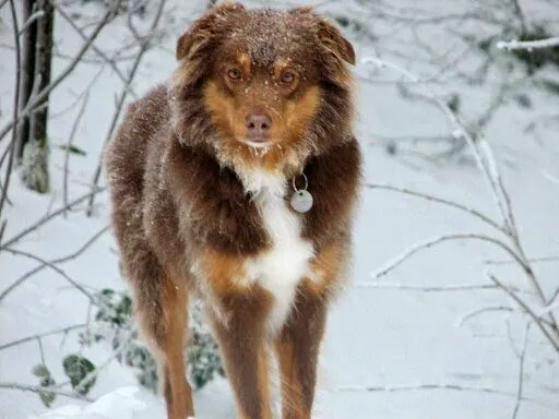 Aloha Animal Medical Center Picture 2
