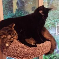 Aloha Animal Medical Center ico