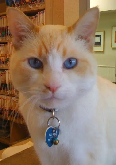 Aloha Animal Medical Center Picture 5