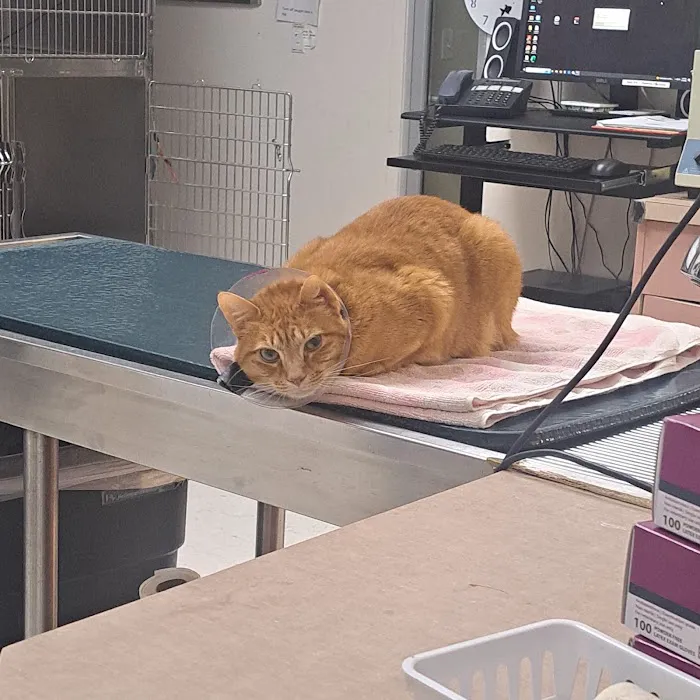 Aloha Animal Medical Center Picture 7