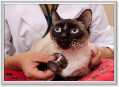 Good Neighbor Vet-Aloha Picture 8