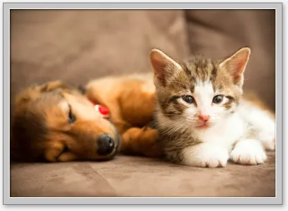 Good Neighbor Vet-Aloha Picture 3