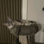 Premier Pet Dentistry & Oral Surgery