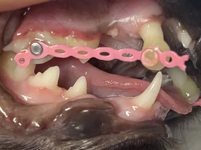 Premier Pet Dentistry & Oral Surgery Picture 10