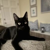 Mountainside Veterinary Hospital ico