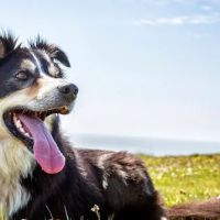 Willowbrook Veterinary Hospital ico