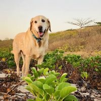 Tualatin Park Veterinary Clinic ico
