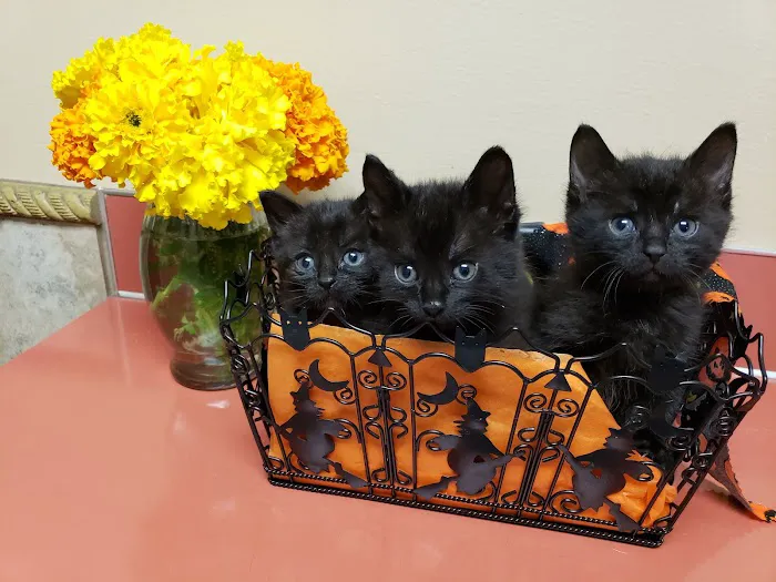 Tualatin Park Veterinary Clinic Picture 7