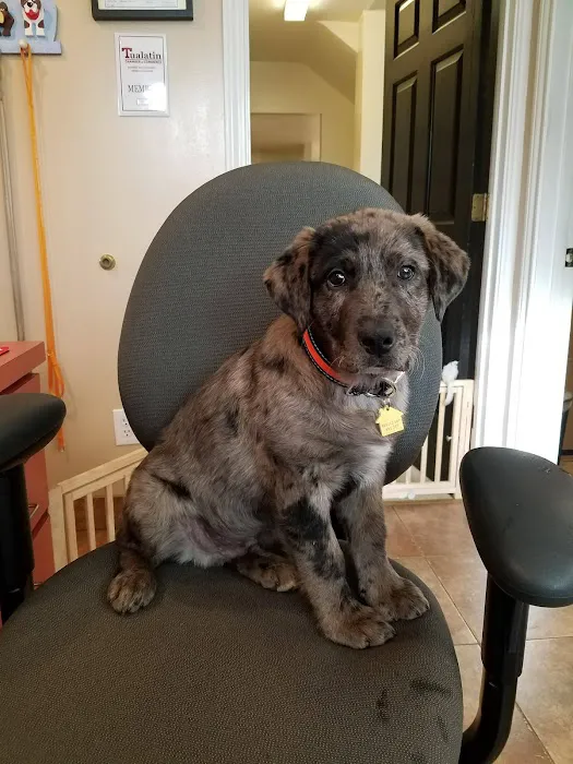Tualatin Park Veterinary Clinic Picture 4