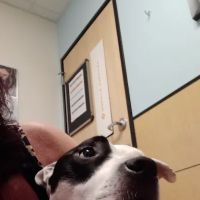 Banfield Pet Hospital ico