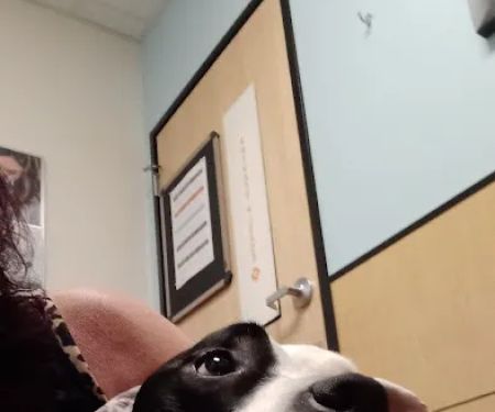 Banfield Pet Hospital