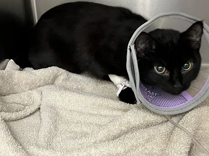 Emergency Veterinary Clinic of Tualatin Picture 6