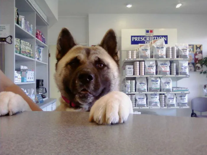 VCA 12-Mile Animal Hospital Picture 2