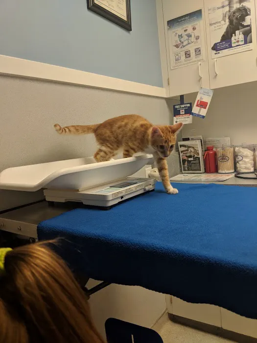 VCA 12-Mile Animal Hospital Picture 10