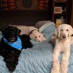 VCA 12-Mile Animal Hospital