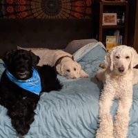 VCA 12-Mile Animal Hospital ico