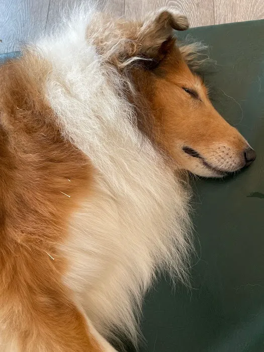 Natural Healing Veterinary Acupuncture Picture 1
