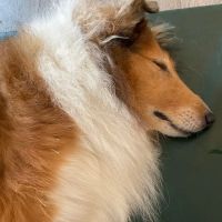 Natural Healing Veterinary Acupuncture ico
