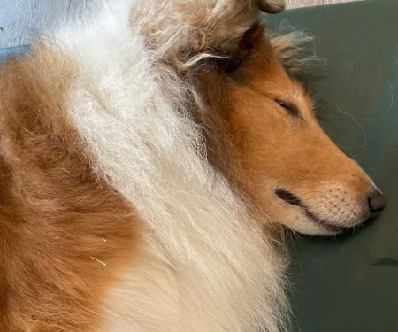 Natural Healing Veterinary Acupuncture