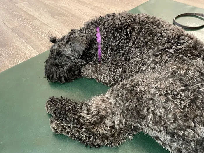 Natural Healing Veterinary Acupuncture Picture 7