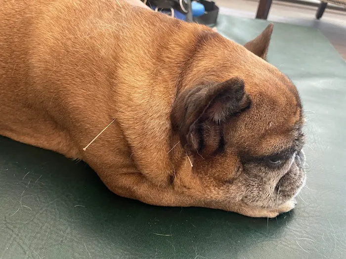 Natural Healing Veterinary Acupuncture Picture 8