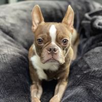 Columbia River Veterinary Specialists ico