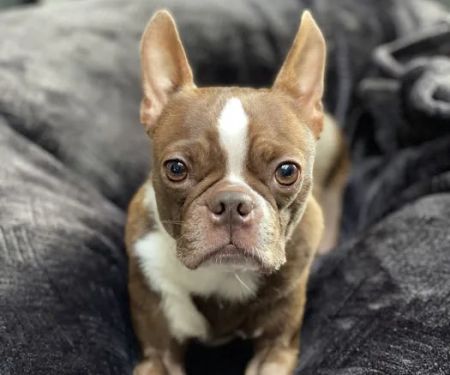 Columbia River Veterinary Specialists